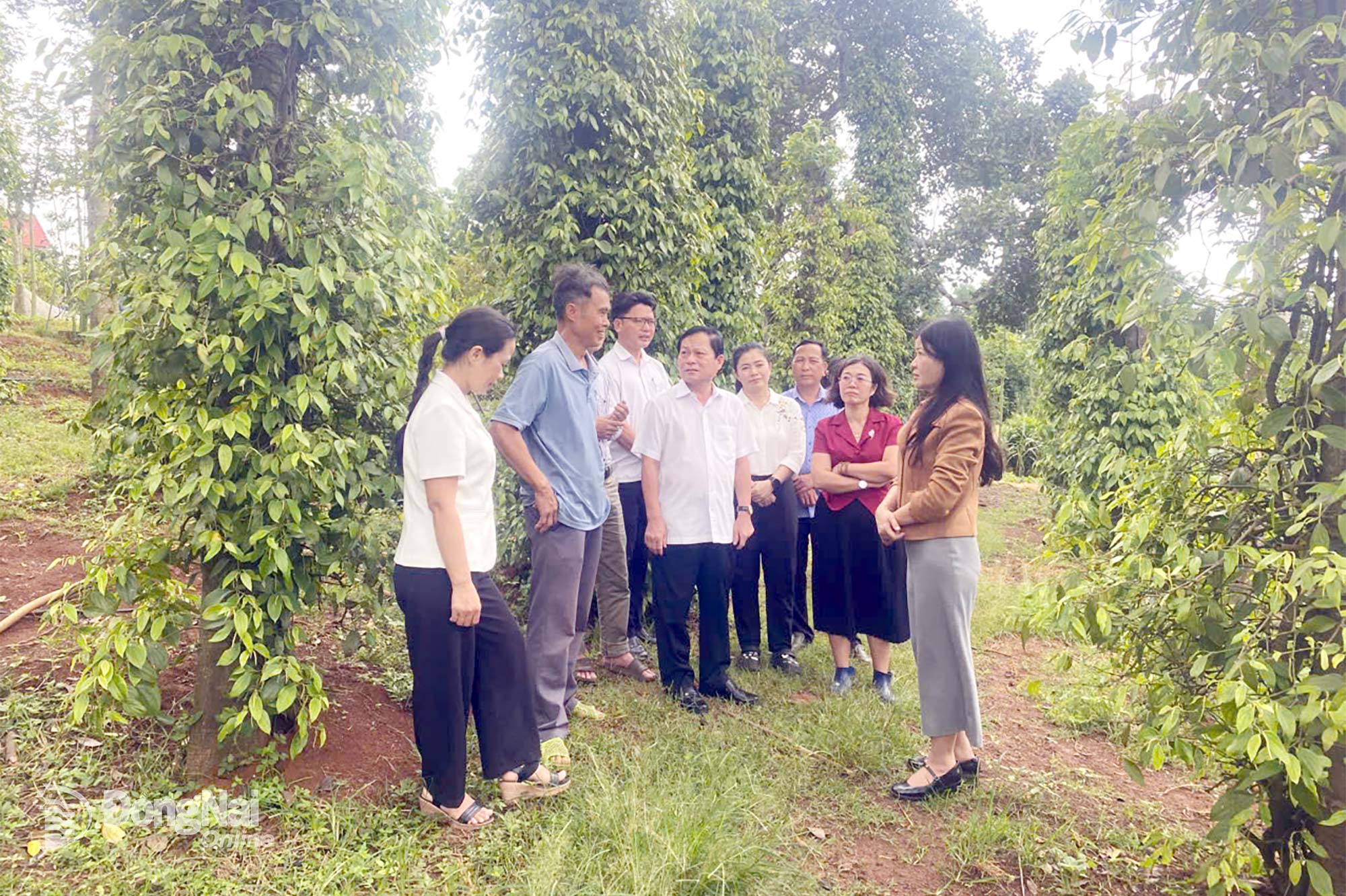 Lãnh đạo Hội Nông dân thành phố tham quan mô hình trồng hồ tiêu hữu cơ tại xã Sông Ray.

