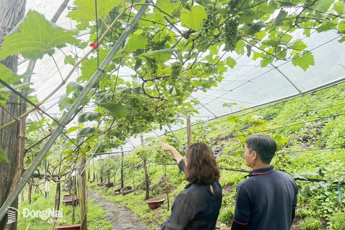 Hỏi - đáp về kinh tế tập thể