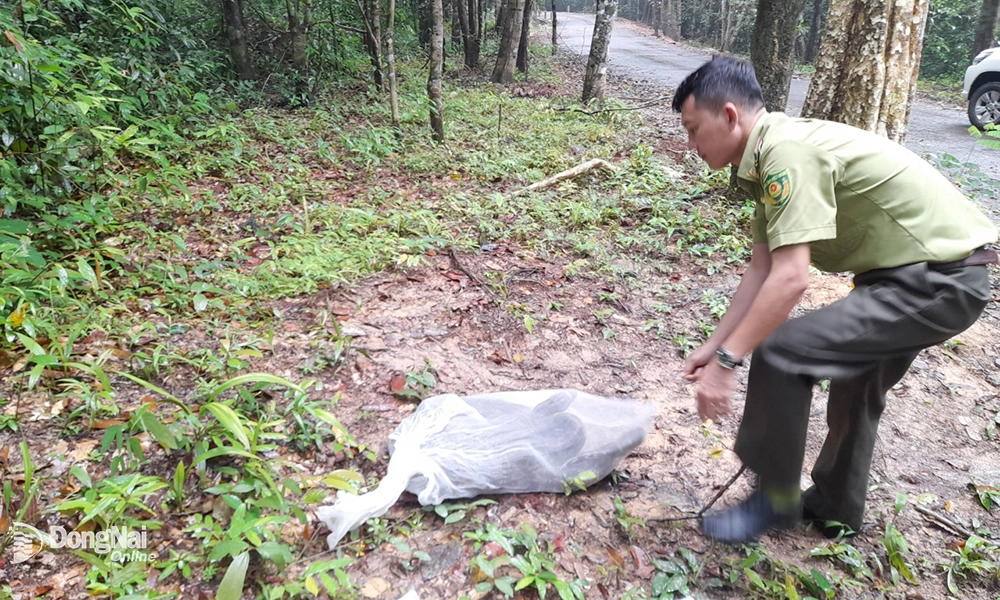 Thả 2 cá thể trăn đất nặng khoảng 40kg về với tự nhiên