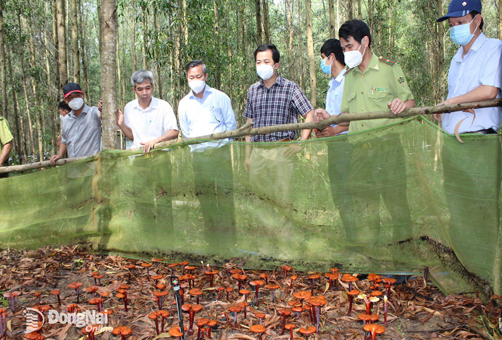 Mô hình trồng thử nghiệm nấm Linh chi dưới tán rừng mang lại kết quả rất tích cực và hoàn toàn có khả năng nhân rộng.