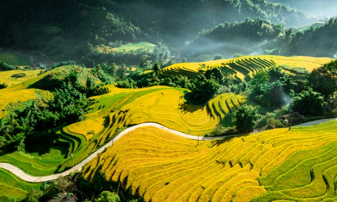 Golden rice terraces in Sa Pa, northern Vietnam