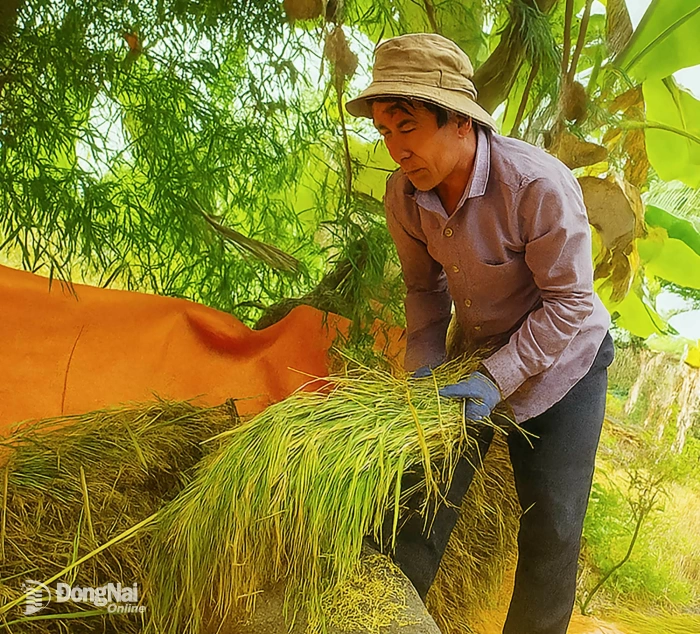 Harvesting, threshing on stone
