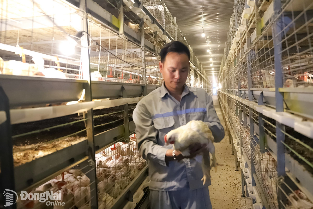 Trang trại ứng dụng công nghệ cao nuôi gà chuồng tầng theo quy trình khép kín trong trại lạnh của  Hợp tác xã Nông nghiệp công nghệ cao Long Thành Phát tại xã Xuân Đông. Ảnh:B.Nguyên

