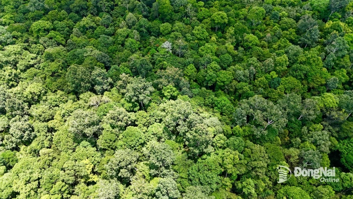 Đồng Nai – UNESCO bàn giải pháp phát triển hạ tầng gắn với bảo tồn thiên nhiên