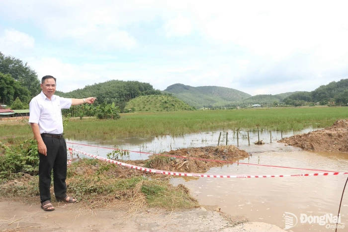 Mong vực dậy vùng lúa Phước Sơn