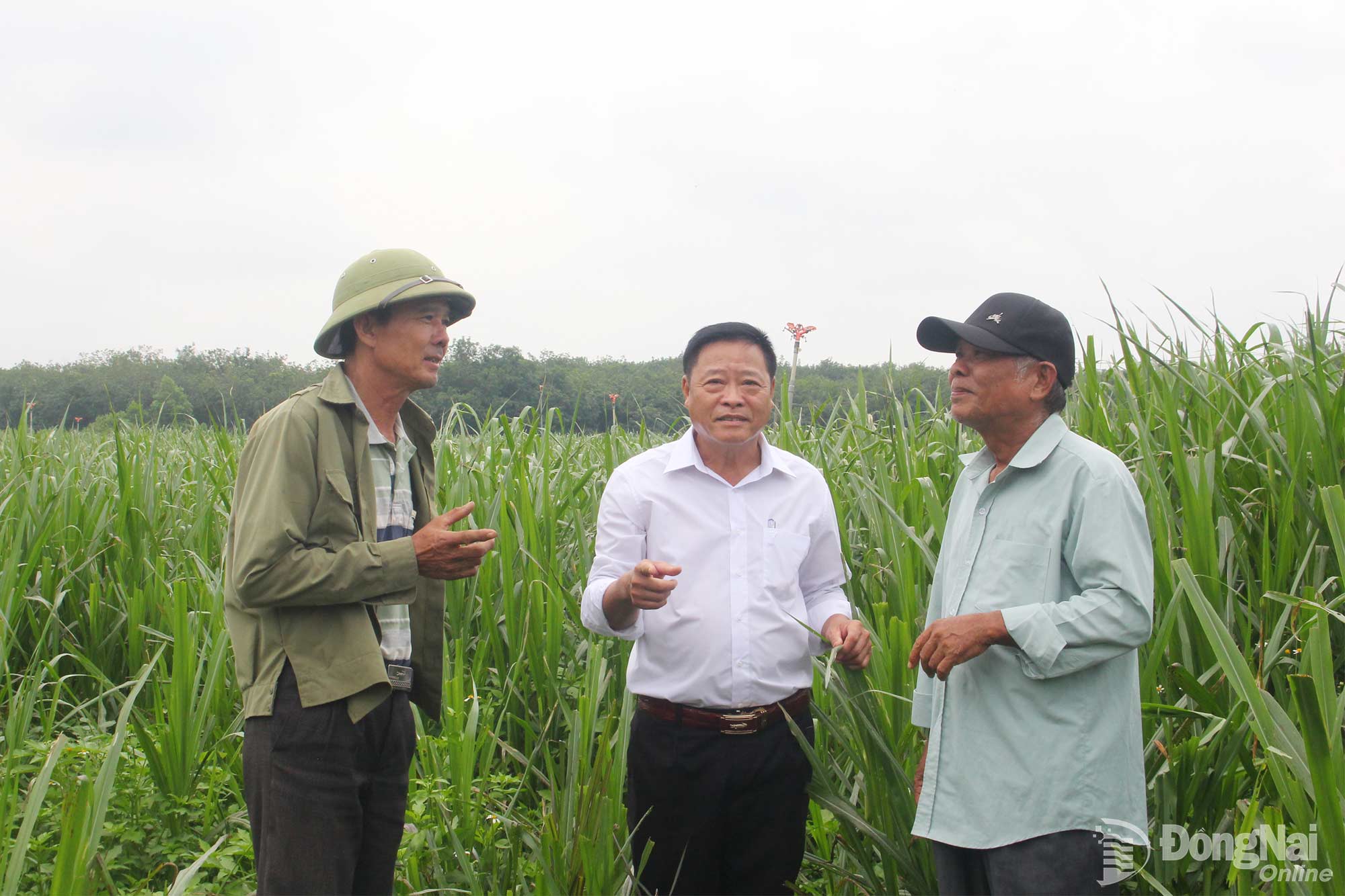 Với những vùng đất thấp, trũng, nhiều cát, nông dân khu vực Chà Rang trồng cỏ chăn nuôi bò.