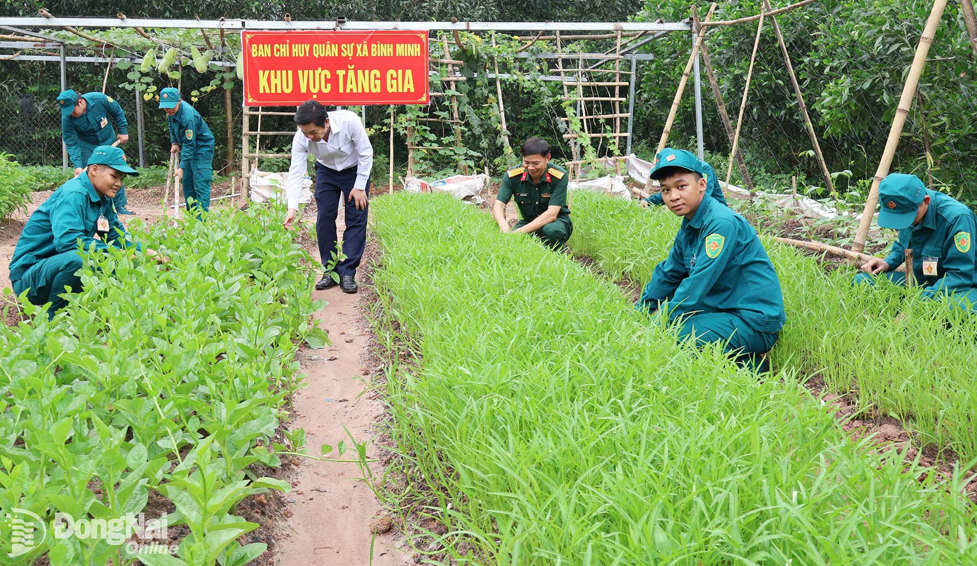 Bí thư Đảng ủy, Bí thư Chi bộ Quân sự xã Bình Minh Nguyễn Kim Phước (áo trắng) thăm khu vườn tăng gia sản xuất của Ban Chỉ huy Quân sự xã.