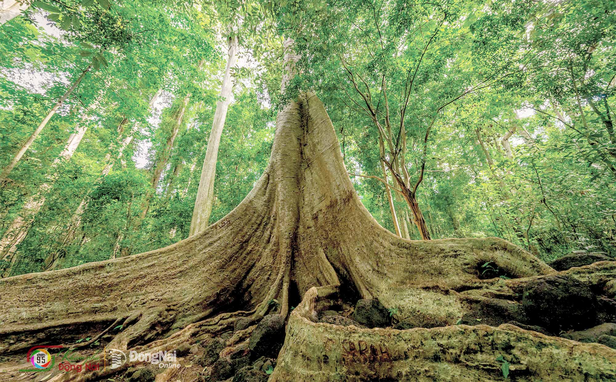 Forest in Cat Tien National Park.
