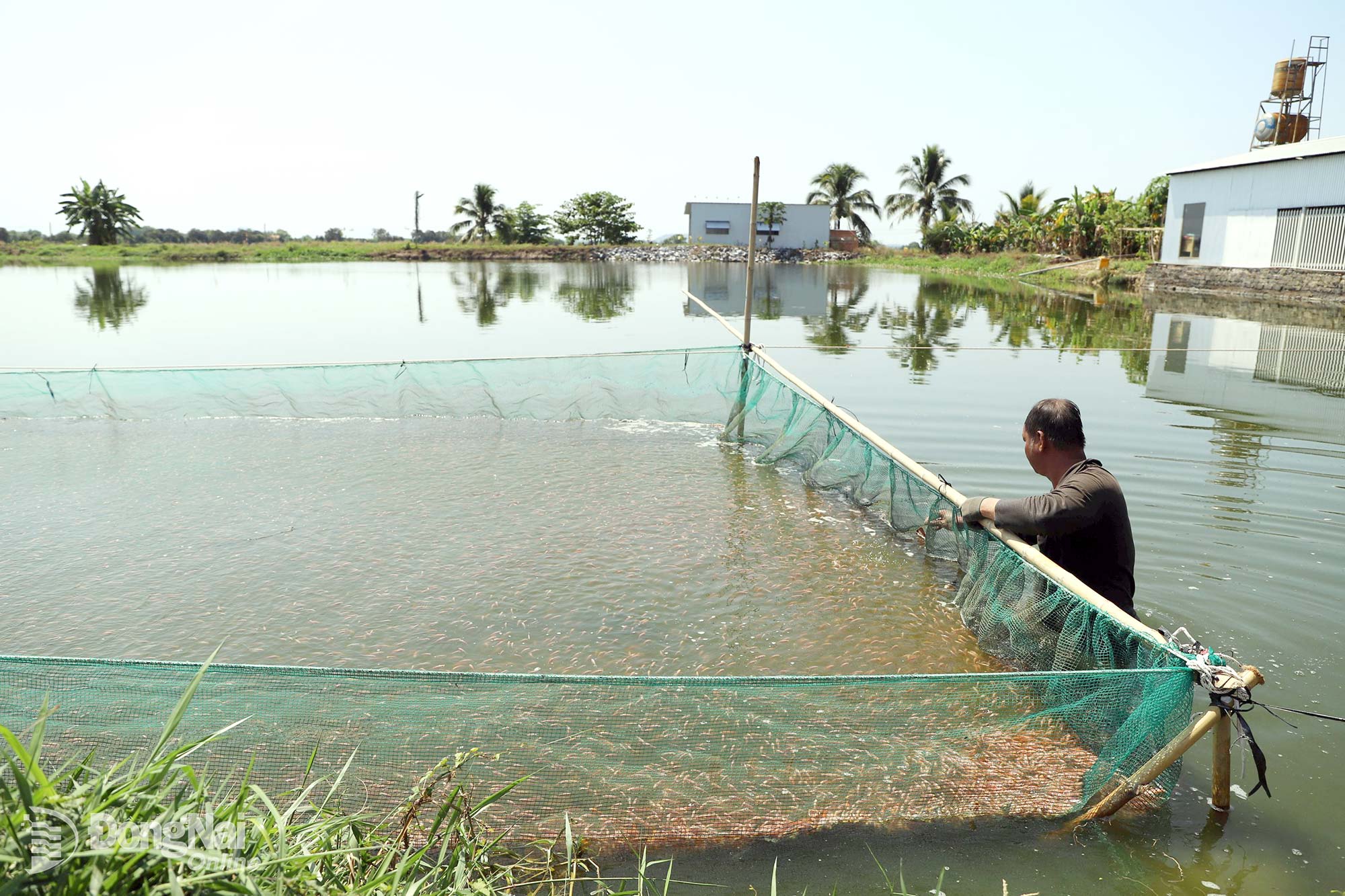 Fish hatchery in Phu Hoa commune.


