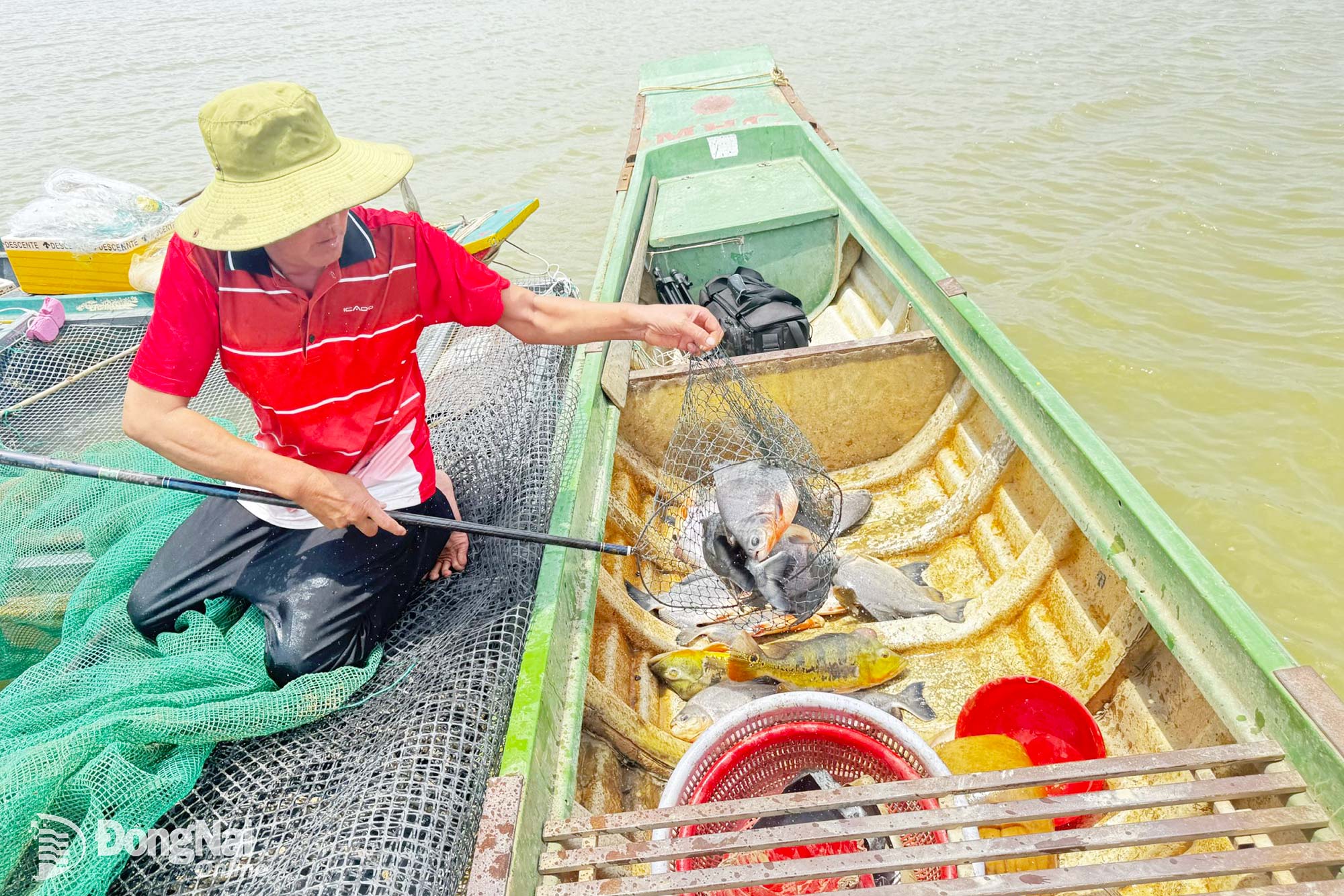 Cage fish farming on Tri An Reservoir

