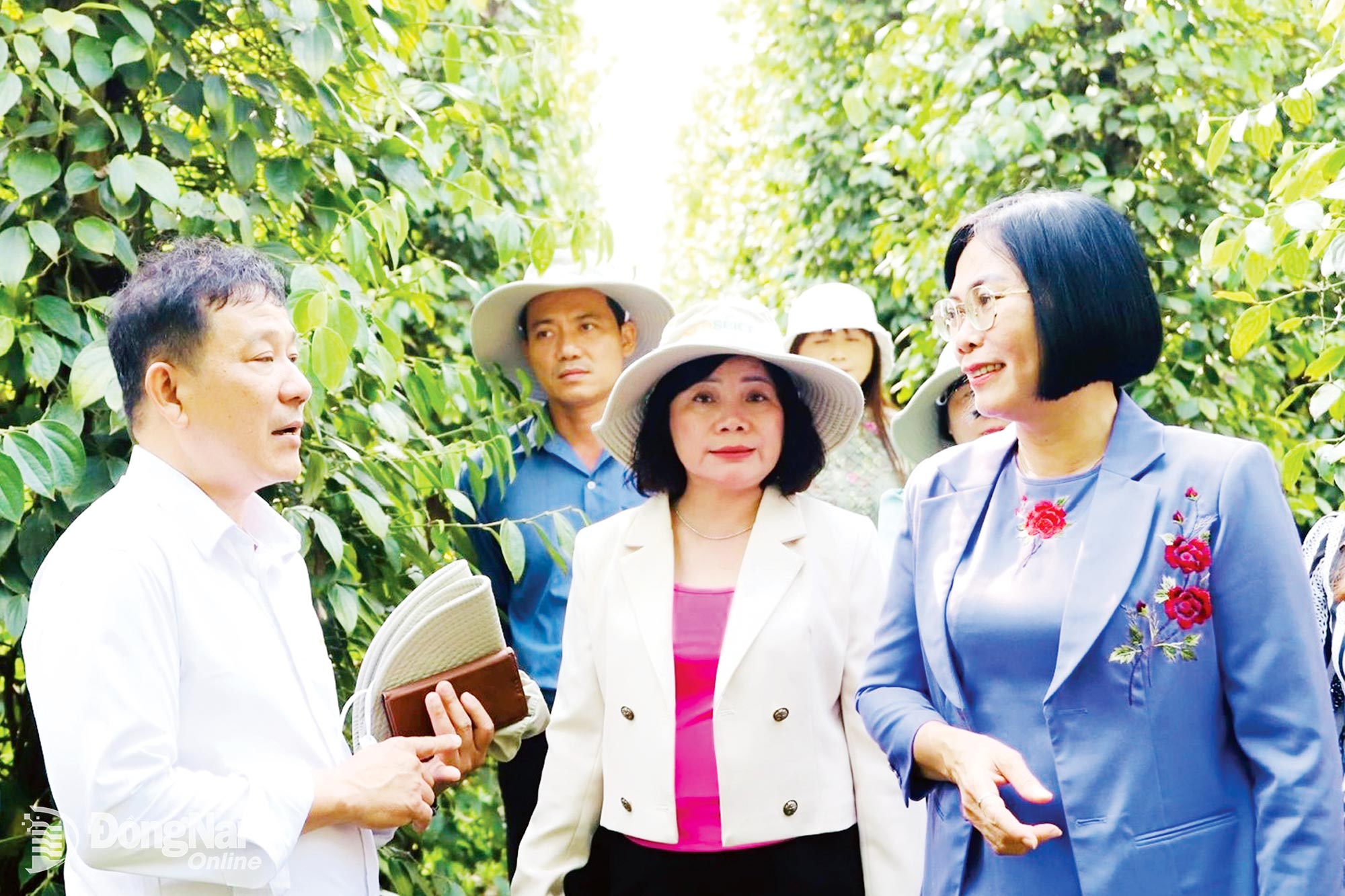 Nguyen Thi Hoang, Vice Chairwoman of the City People’s Committee (right), visits an organic pepper-growing area for export in Nghia Trung Commune. Photo: Binh Nguyen