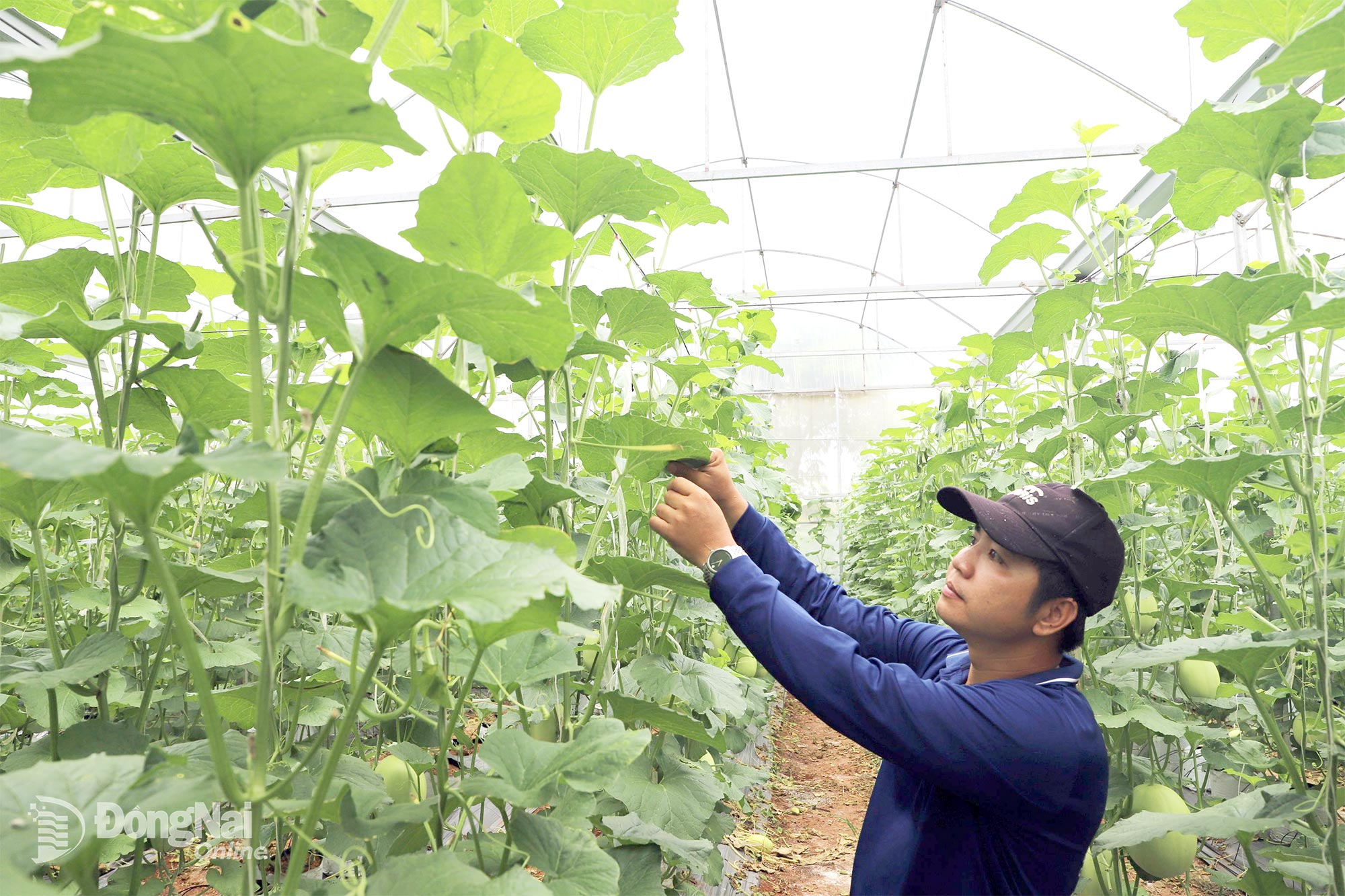Farmers in Long Khanh Ward apply high technology to grow melons in greenhouses, generating high incomes.