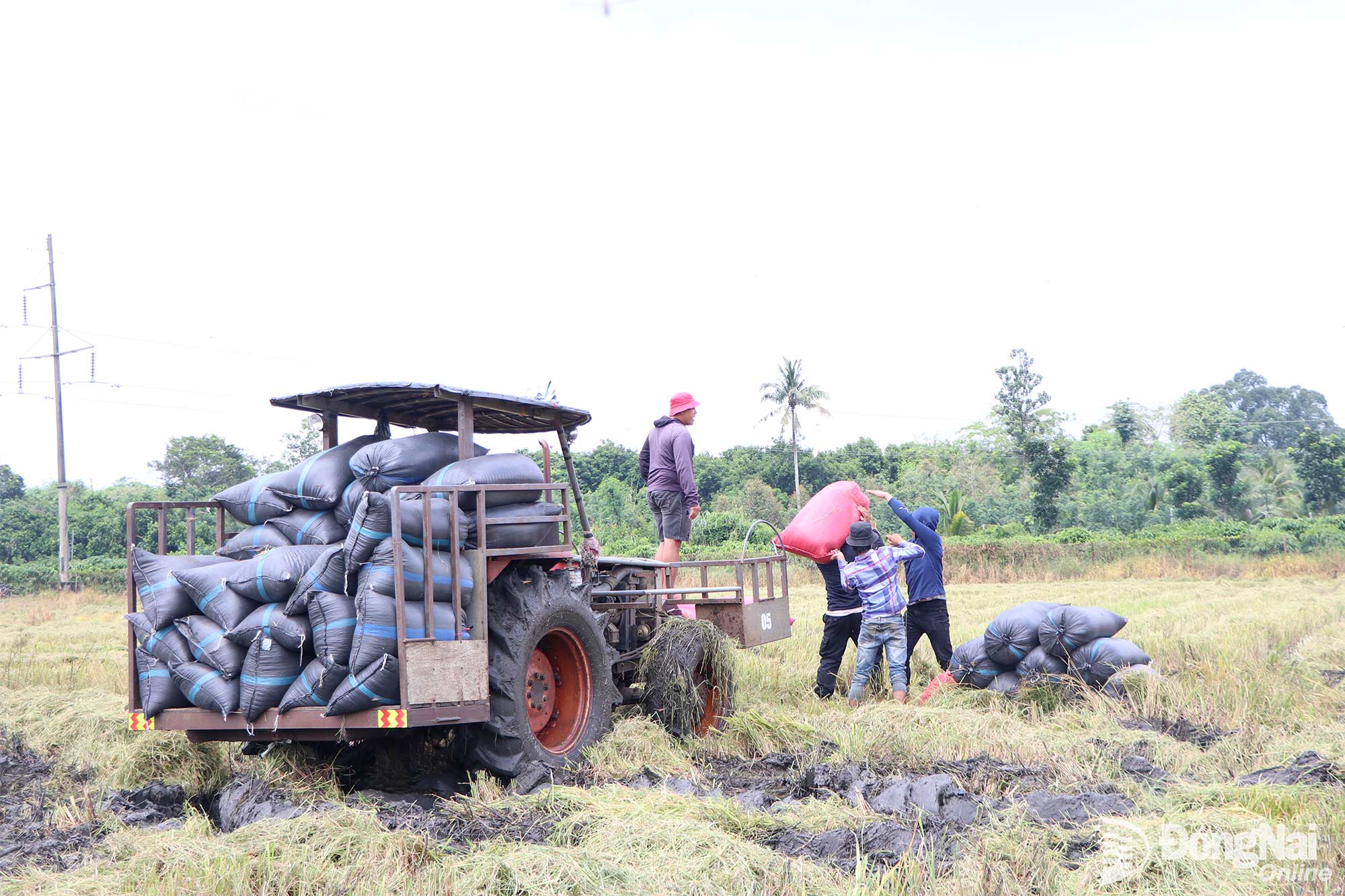 Workers load harvested rice onto trucks for delivery to buyers.