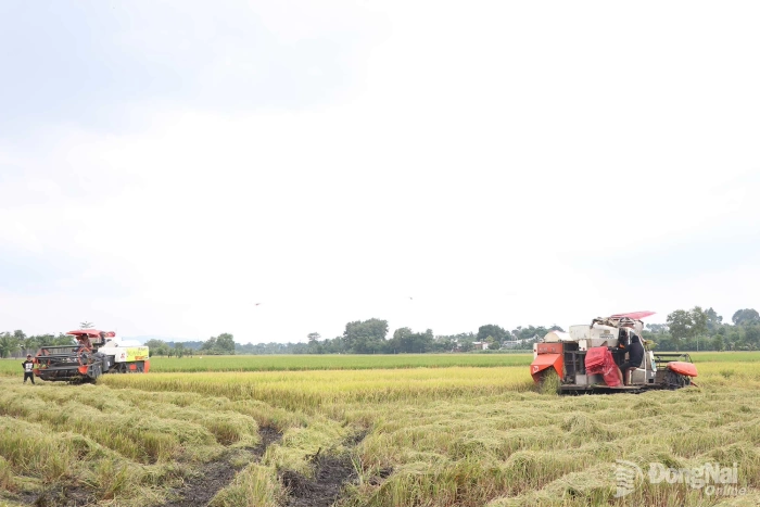 New rice season for the Choro people