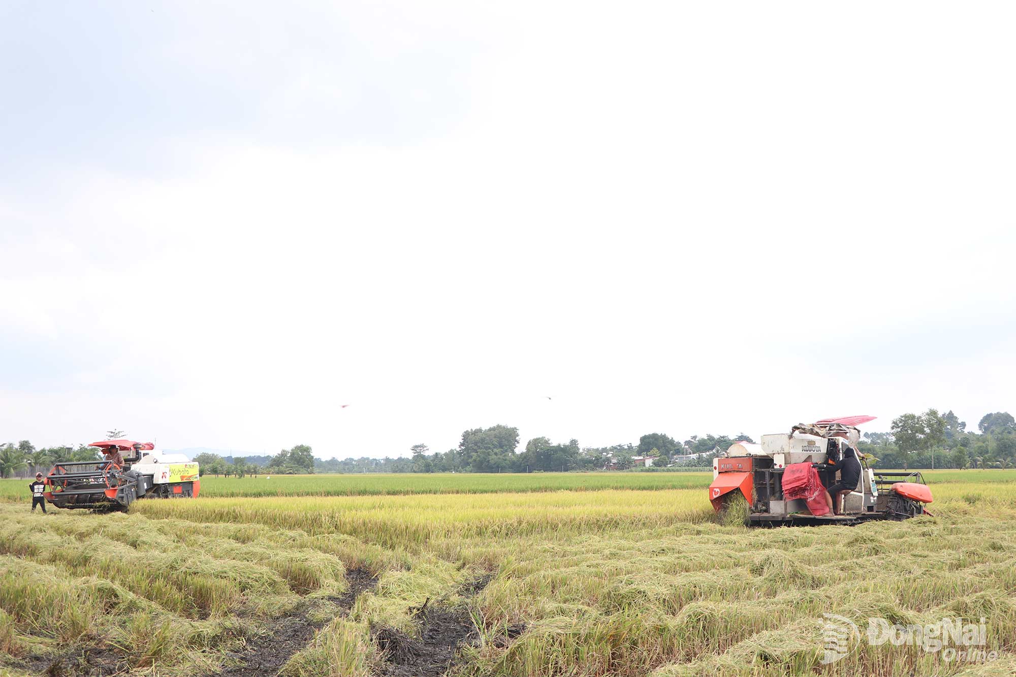 Mai Van Luong uses a combine harvester to harvest his rice field. Photo: To Tam