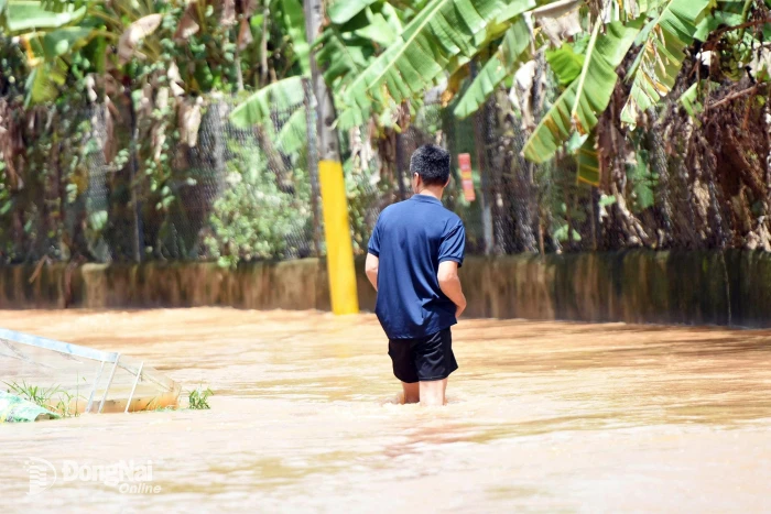 Nước sông Buông dâng cao, khu dân cư tại phường Phước Tân tiếp tục bị ngập