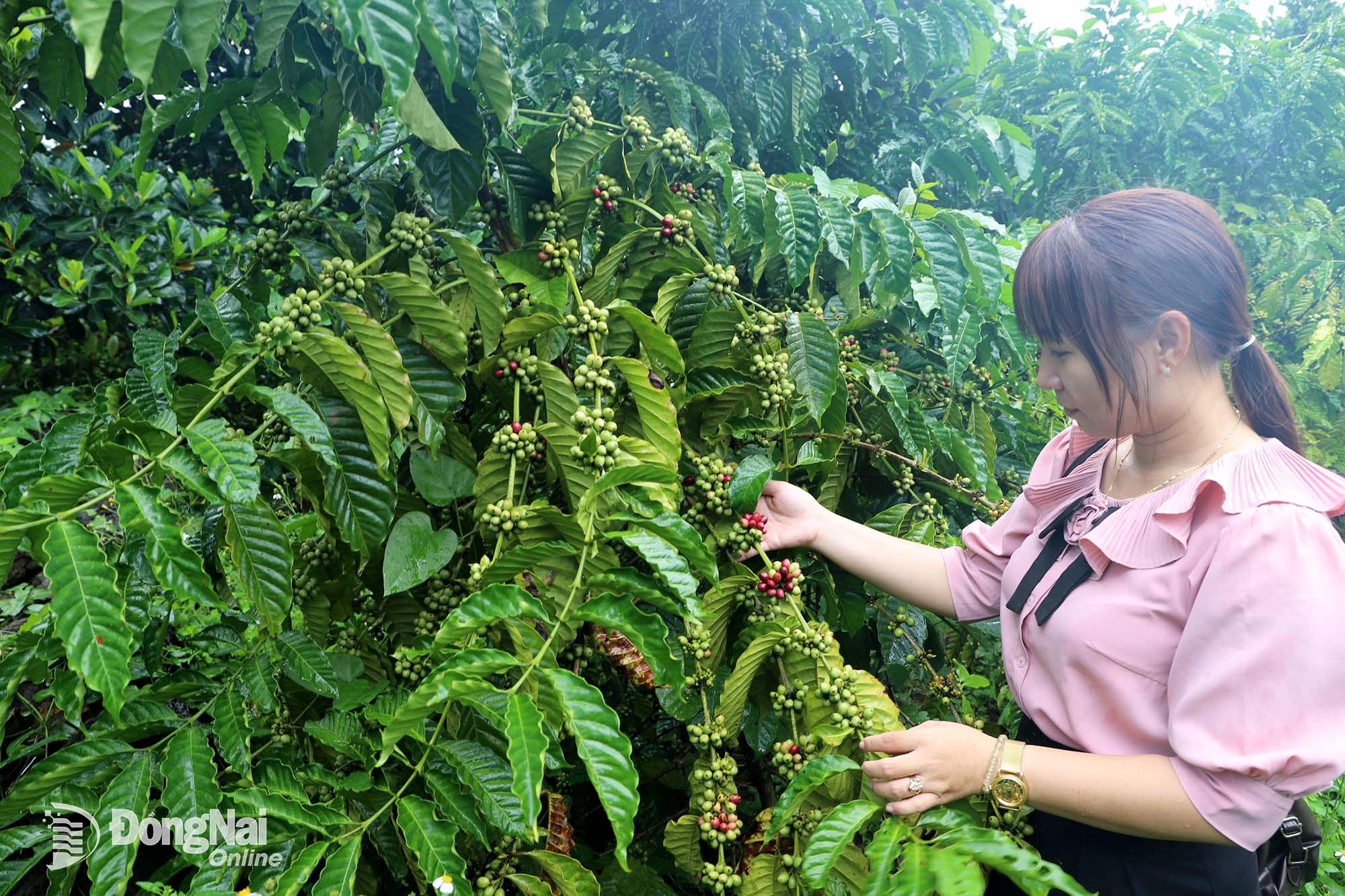 Coffee plantations are about to enter the harvest season in Hang Gon Ward.

