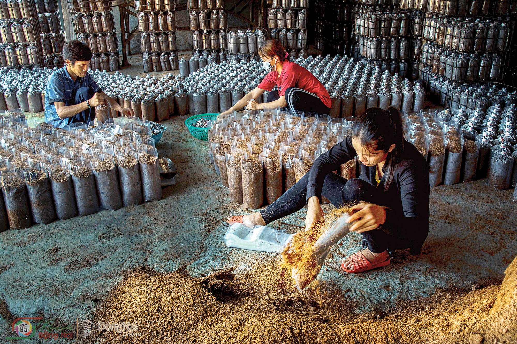 Producing mushroom spawn in Dinh Quan Commune. Photo: Le Huu Thiet

