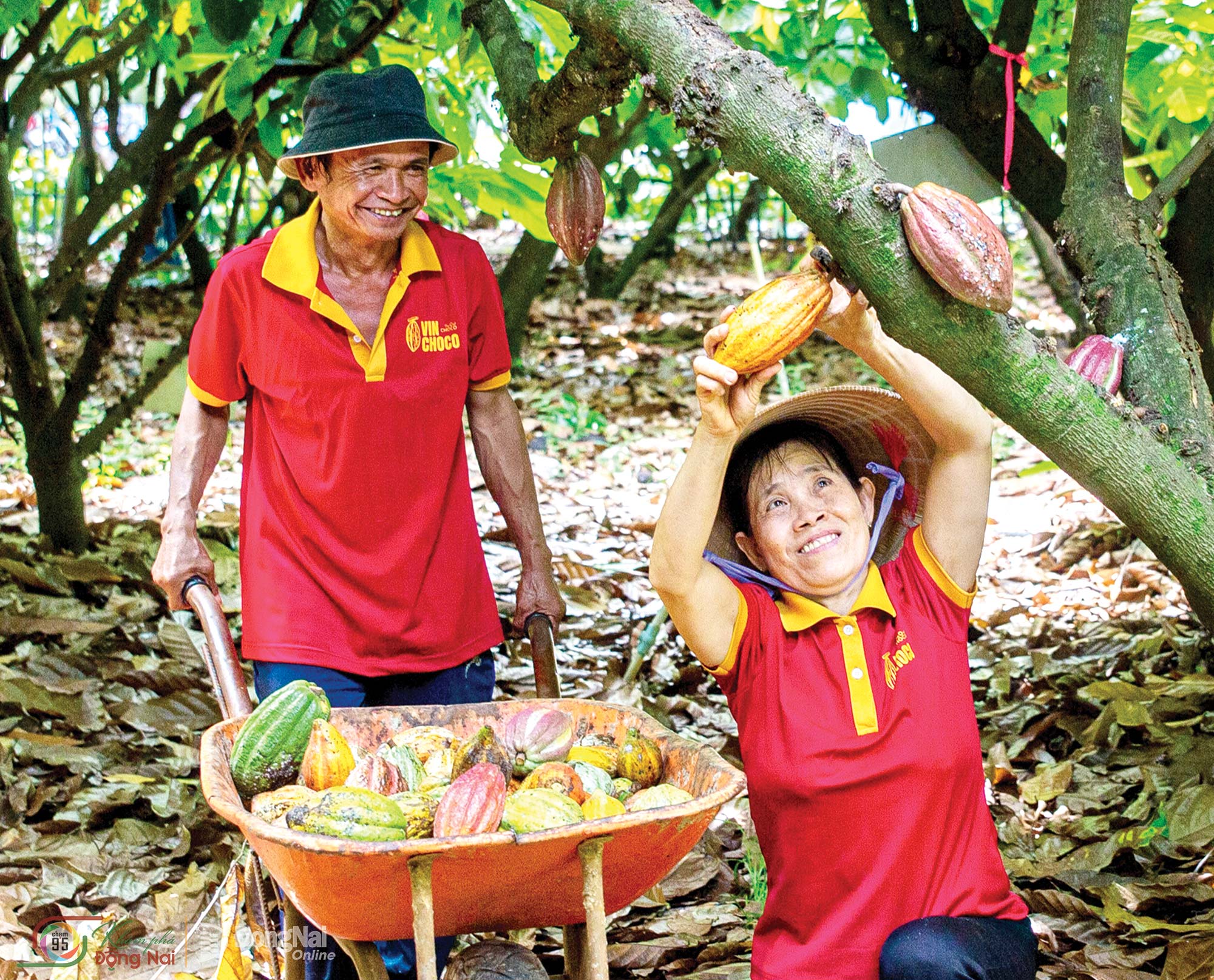 Harvesting cocoa in Phu Hoa Commune. Photo: Nguyen Tuan Nhut

