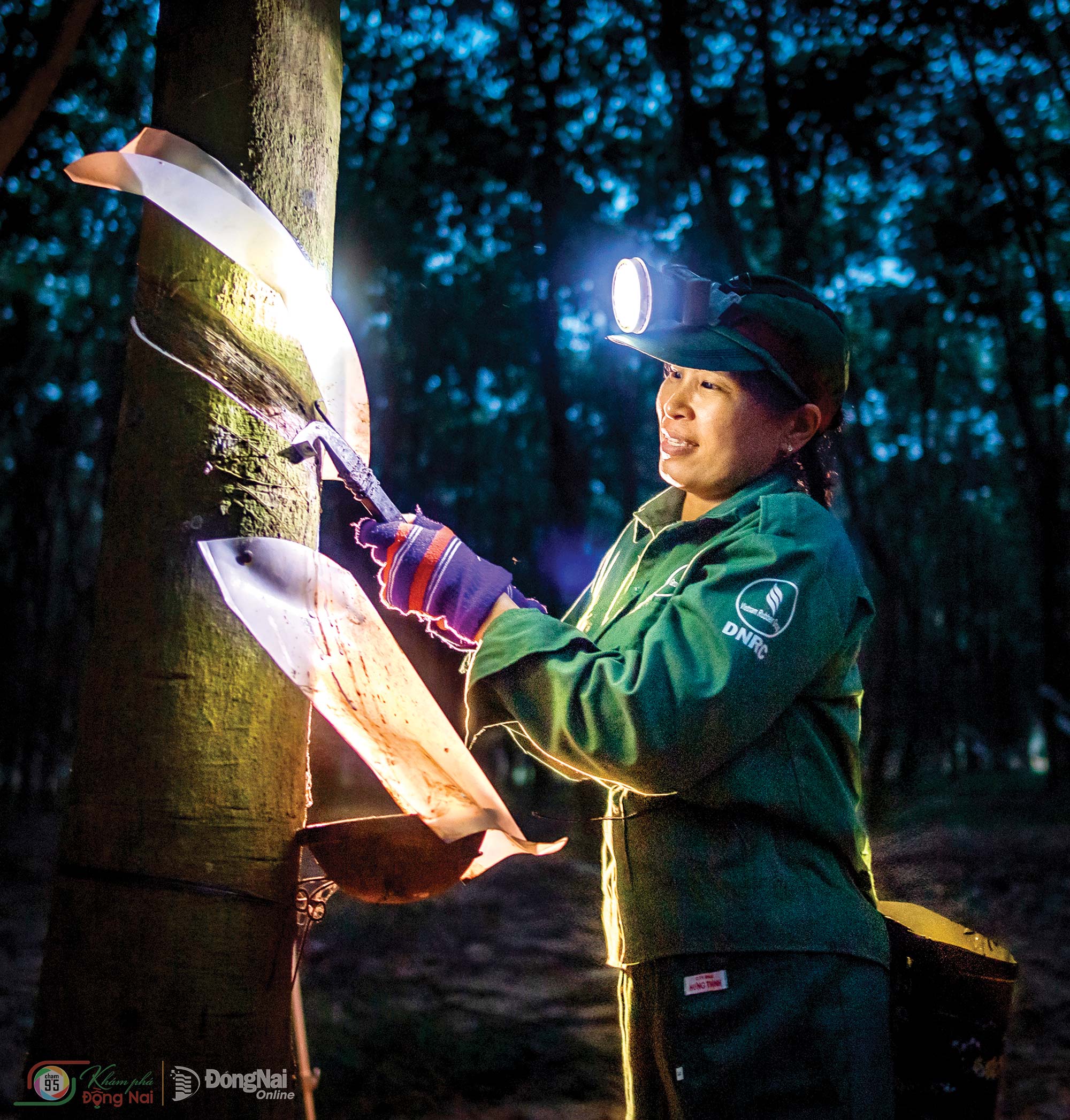 Harvesting rubber latex at night in Long Thanh Ward. Photo: Nguyen Ngoc Cuong

