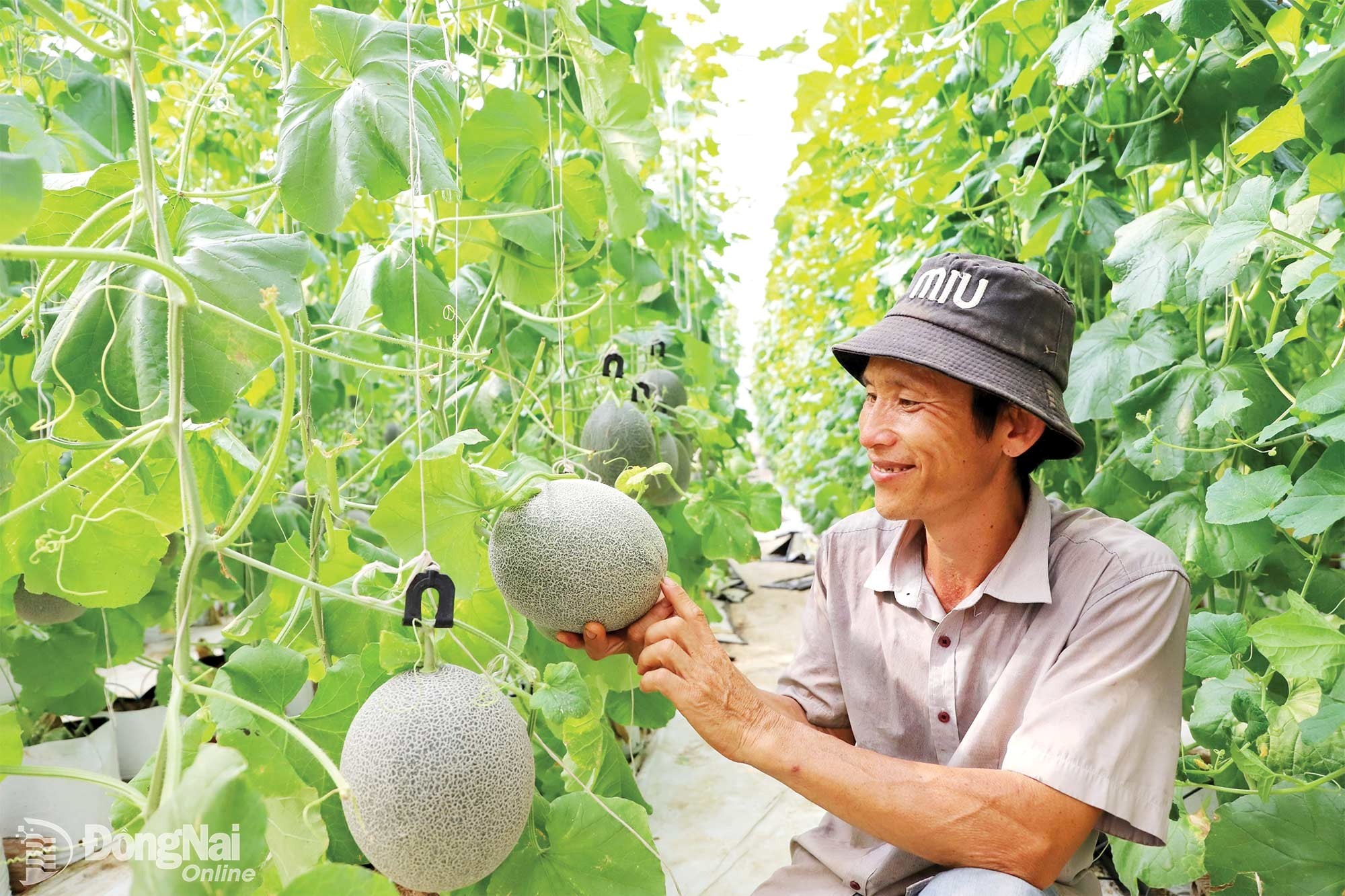 The high-tech cantaloupe-growing model in a greenhouse delivers high economic efficiency. Photo: Le Quyen