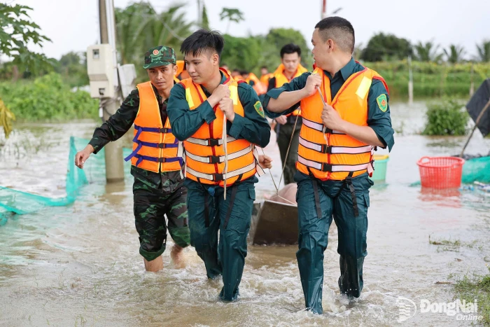 [Chùm ảnh] Cán bộ, chiến sĩ ngâm nước di tản trang trại heo tránh nguy cơ ngập