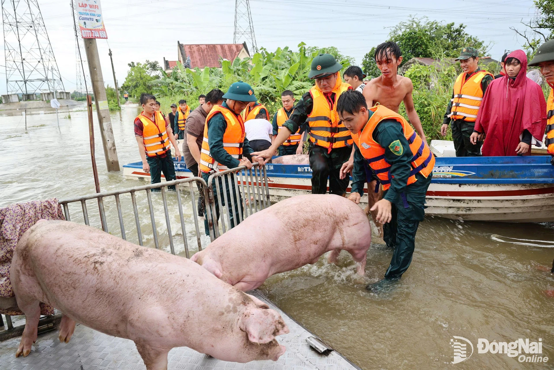 Đàn heo được đưa lên xe để chở đến khu vực cao ráo.