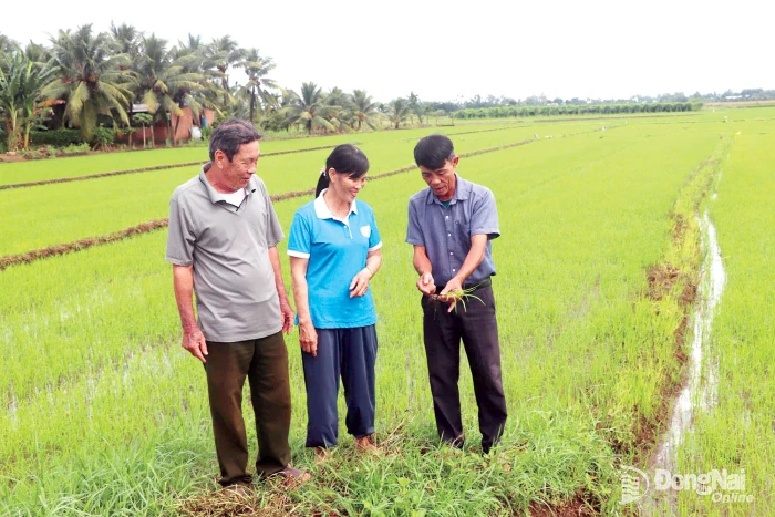 Có một làng quê Bắc Bộ ở Sông Ray