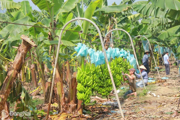 Hỏi - đáp về kinh tế tập thể