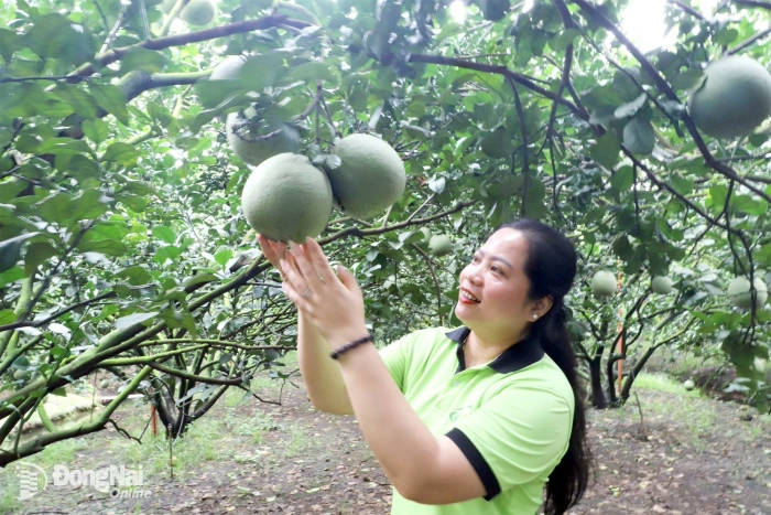 Hỏi - đáp về kinh tế tập thể