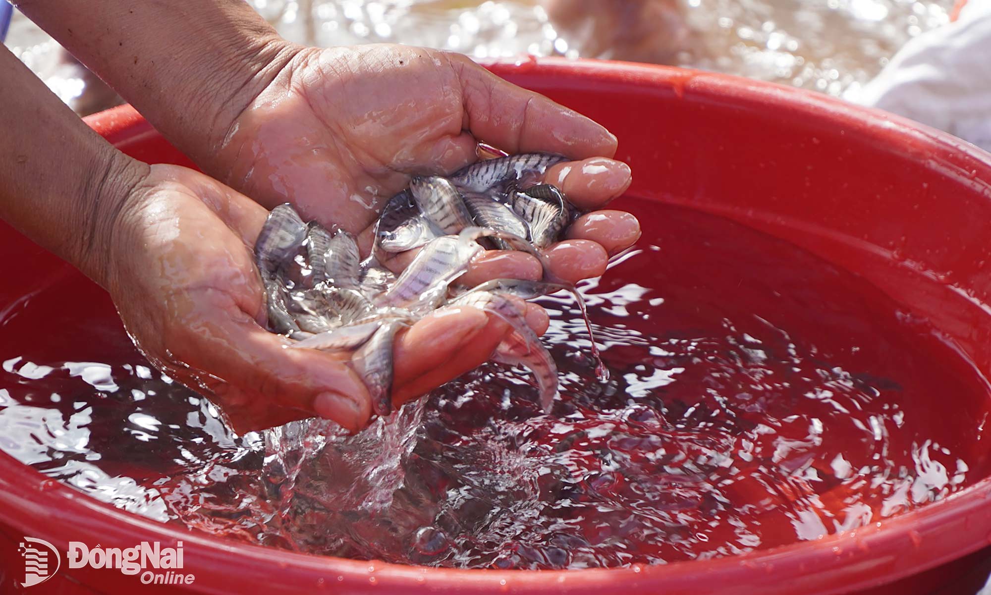 About 10,200 fingerlings of various species are released to replenish aquatic resources in Tri An Lake. Photo: An Nhon

