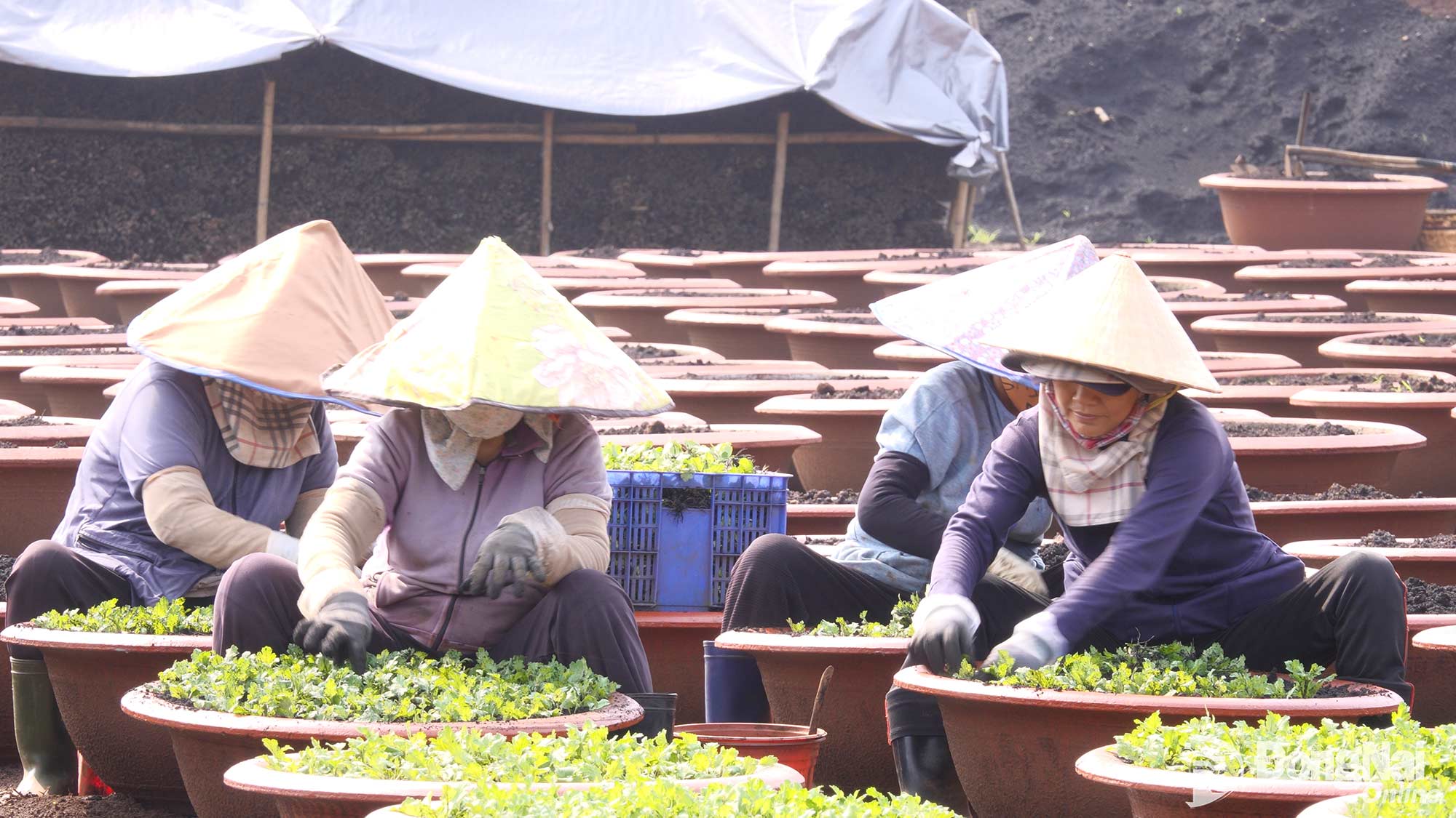 Bà con nông dân xã Gia Kiệm, thành phố Đồng Nai xuống giống hoa Tết Đinh Mùi 2027. Ảnh: Tiến Thụ