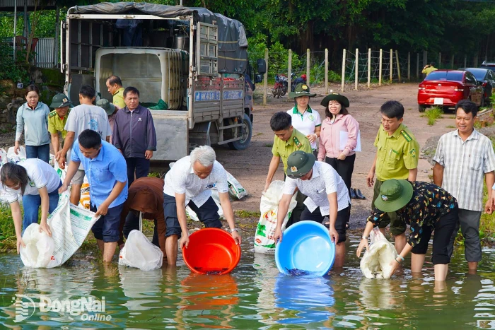 Thả hơn 10 ngàn con cá giống vào hồ Trị An