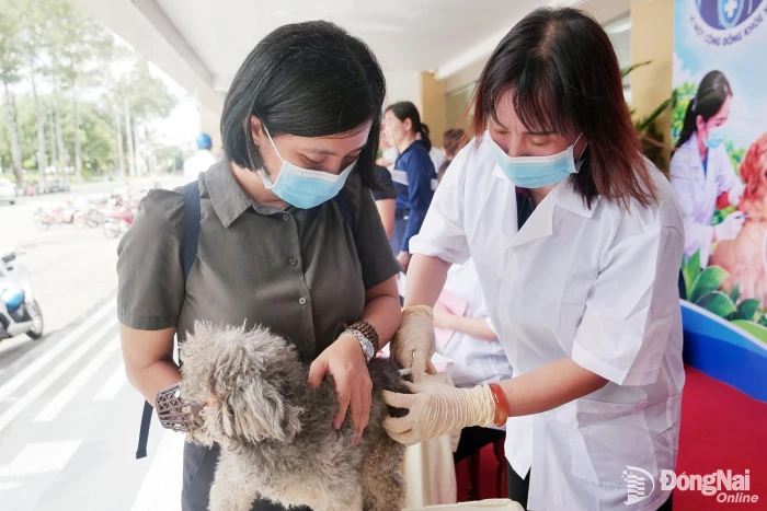 Tiêm vaccine cho chó, mèo để ngăn ngừa bệnh dại