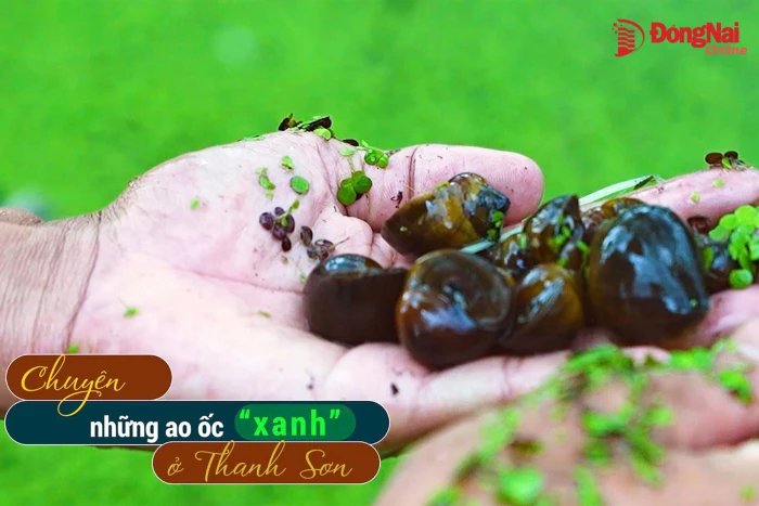 [Video] Chuyện những ao ốc ‘xanh’ ở Thanh Sơn