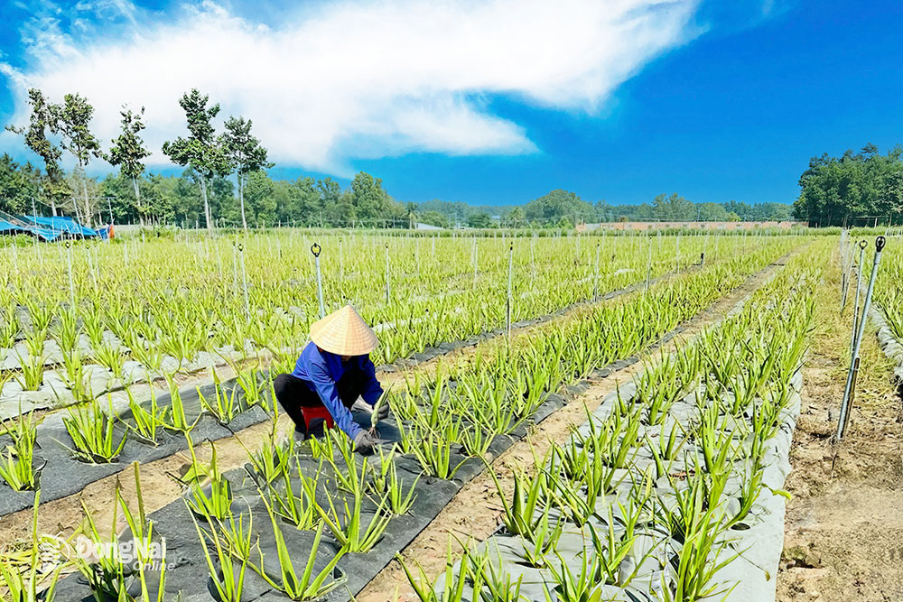 Sản xuất nông nghiệp hữu cơ là điều mà Đồng Nai đang hướng tới. Trong ảnh: Trang trại trồng nha đam phục vụ chế biến xuất khẩu tại Nông trại xanh ở H.Long Thành. Ảnh: V.GIA