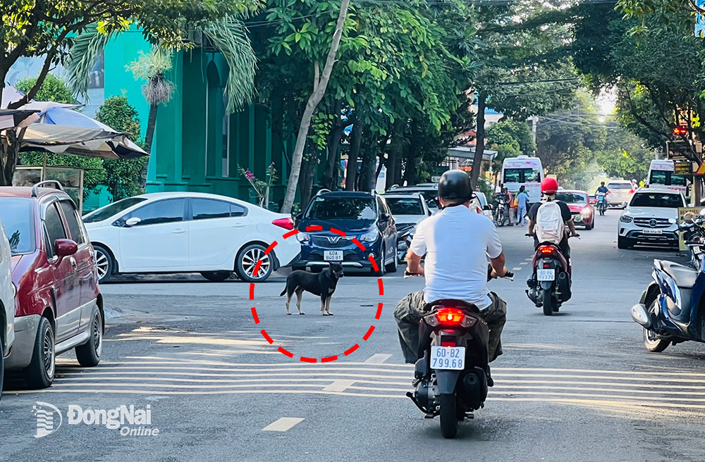 Chó thả rông ngay tuyến đường khu dân cư của trung tâm TP.Biên Hòa. Ảnh chụp trên đường D5,  P.Thống Nhất (TP.Biên Hòa). Ảnh: K.Liễu