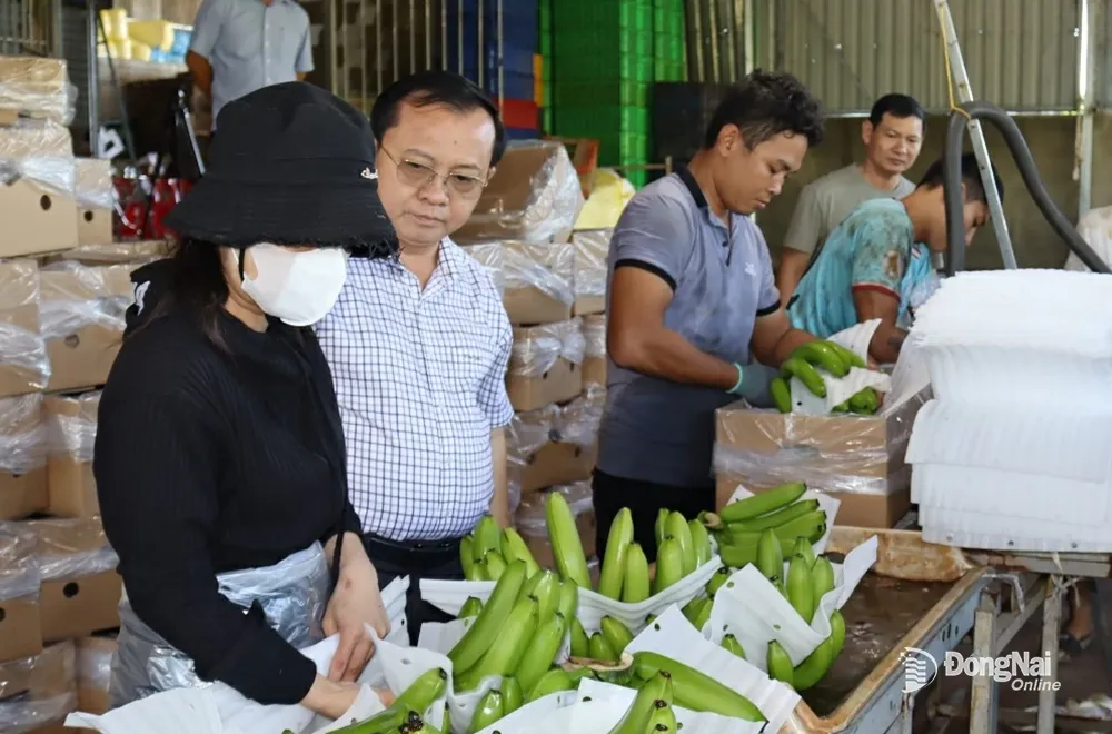 Ông Lê Tấn Cận, Phó chủ tịch thường trực UBND tỉnh Bạc Liêu tìm hiểu quy trình đóng gói chuối xuất khẩu