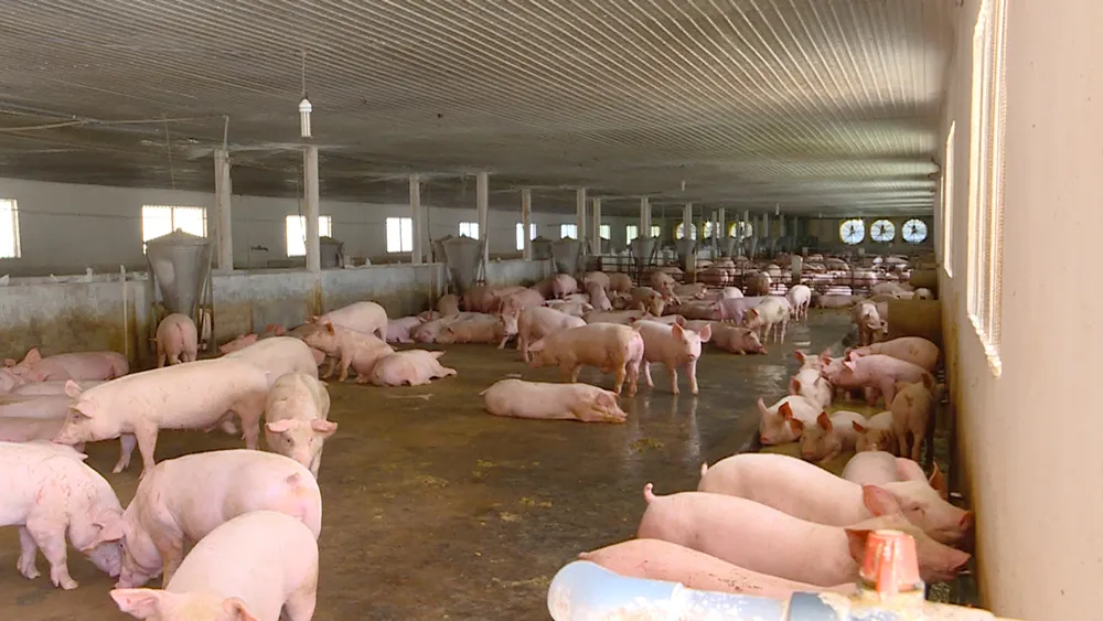 Giá vàng miếng tiếp tục có nhiều biến động, giá heo hơi giảm