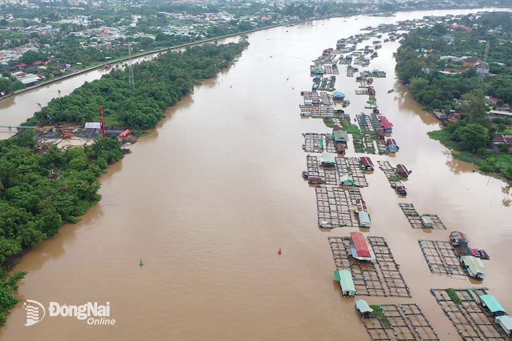 Việc di dời các bè cá trong khu vực dự án Xây dựng cầu Thống Nhất (TP.Biên Hòa) sẽ phải hoàn thành trong tháng 10 để phục vụ thi công. Ảnh: P.Tùng