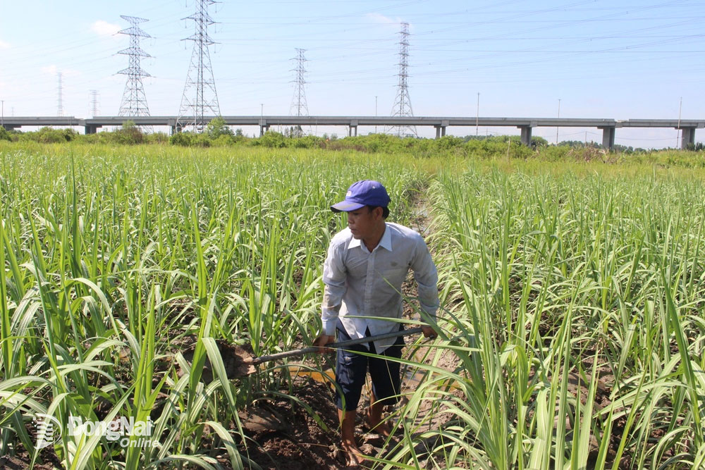 Trồng mía ở xã Vĩnh Thanh (H.Nhơn Trạch), ảnh minh họa