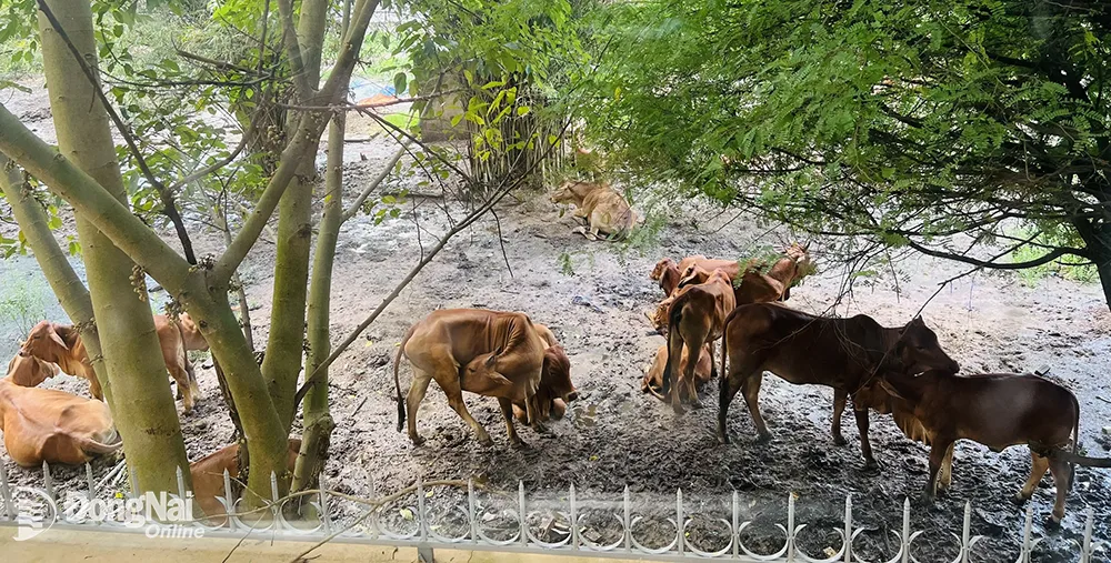 Đàn bò do hộ ông Trần Văn Lé nuôi gây ô nhiễm môi trường xung quanh