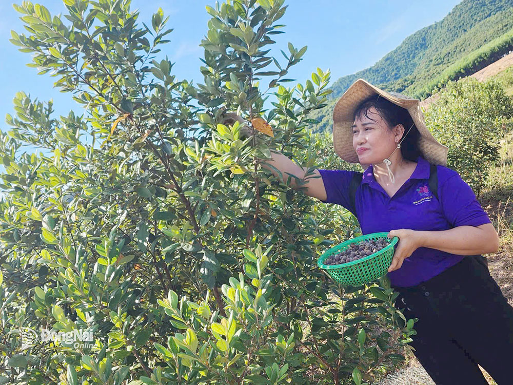 Bà Đinh Thị Nga, Chủ tịch HĐQT Hợp tác xã Sim rừng Mã Đà, thu hoạch nguyên liệu từ sim rừng. Ảnh: V.Gia