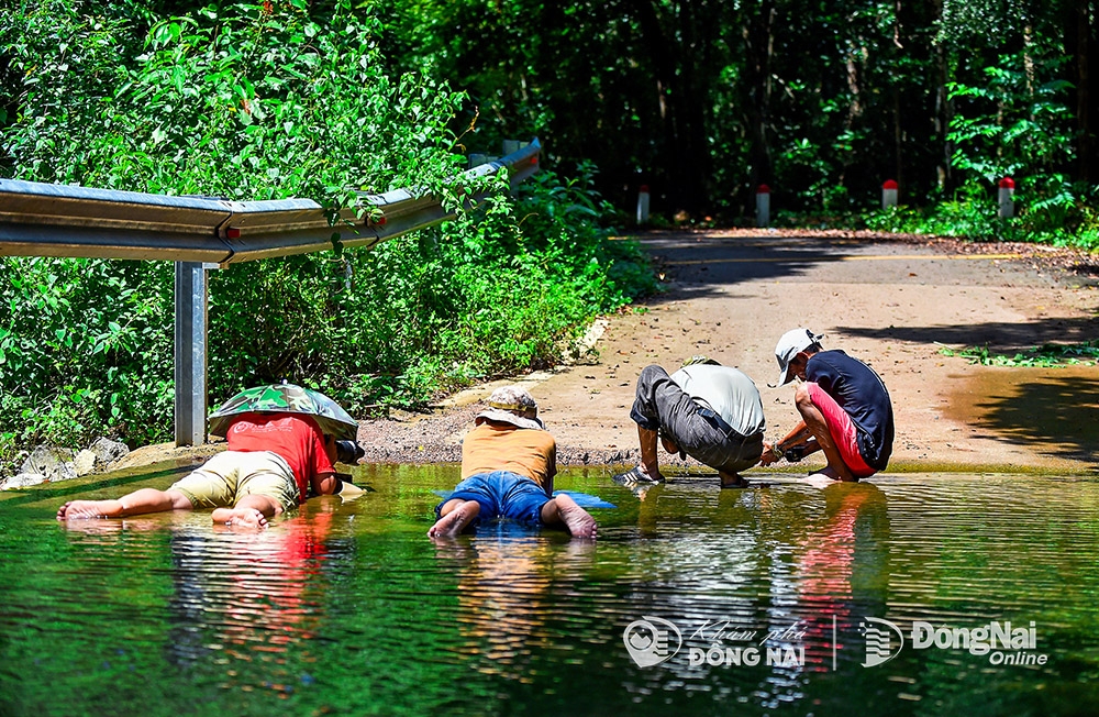 Các nhiếp ảnh gia không ngại đằm mình dưới nước để  có những khoảnh khắc đẹp và các loại bướm