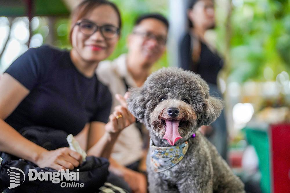 Những bé thú cưng hào hứng tham gia ngày hội. Ảnh: S.T