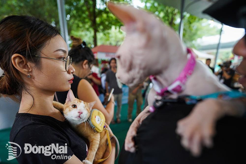 Sự kiện mang ý nghĩa nhân văn, lan tỏa thông điệp giúp đỡ chó, mèo lang thang, bị bệnh tật... Ảnh: S.T.