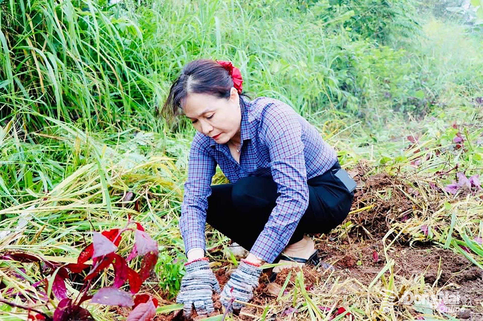Nguyen Thi Cat Tien, Secretary of the Party Committee and Chairwoman of the People’s Council of Xuan Loc Commune, joins in planting flowers along the Xuan Hiep-Lang Minh Road. Photo: Nhu Trang