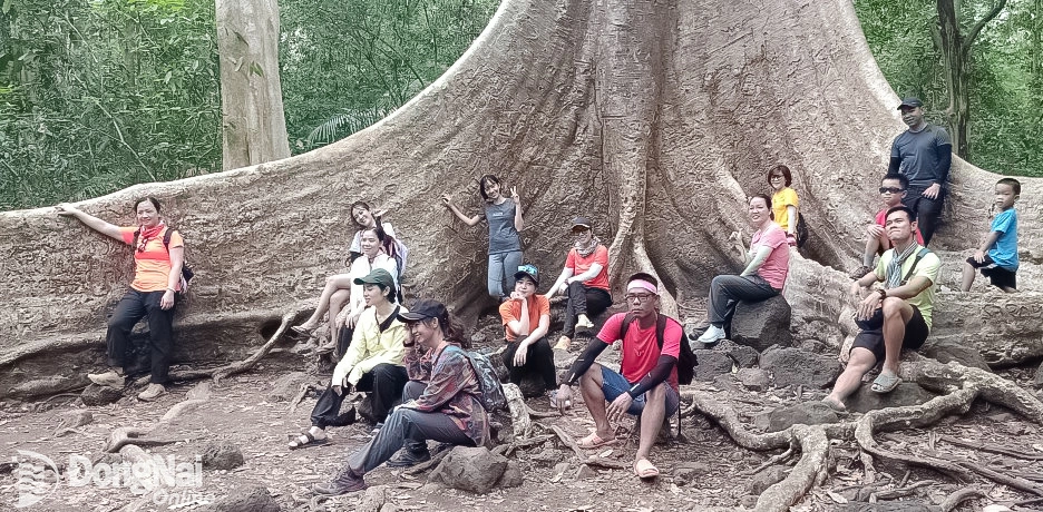 The more than 400-year-old Tung tree at Cat Tien National Park is one of the park’s most impressive attractions. Photo: Ngoc Lien

