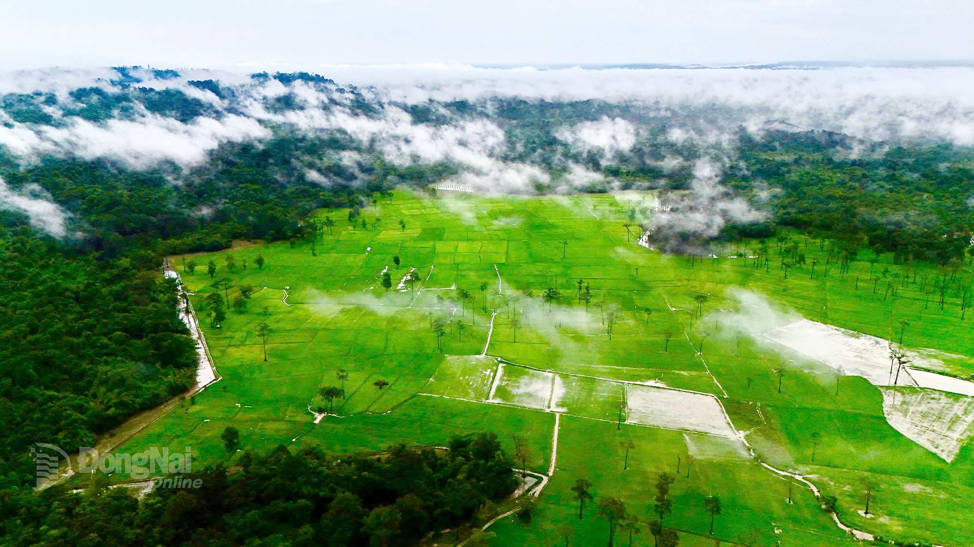 Mist descends over the tender green rice paddies, painting a breathtakingly rare scene. Photo: Thuy Tien

