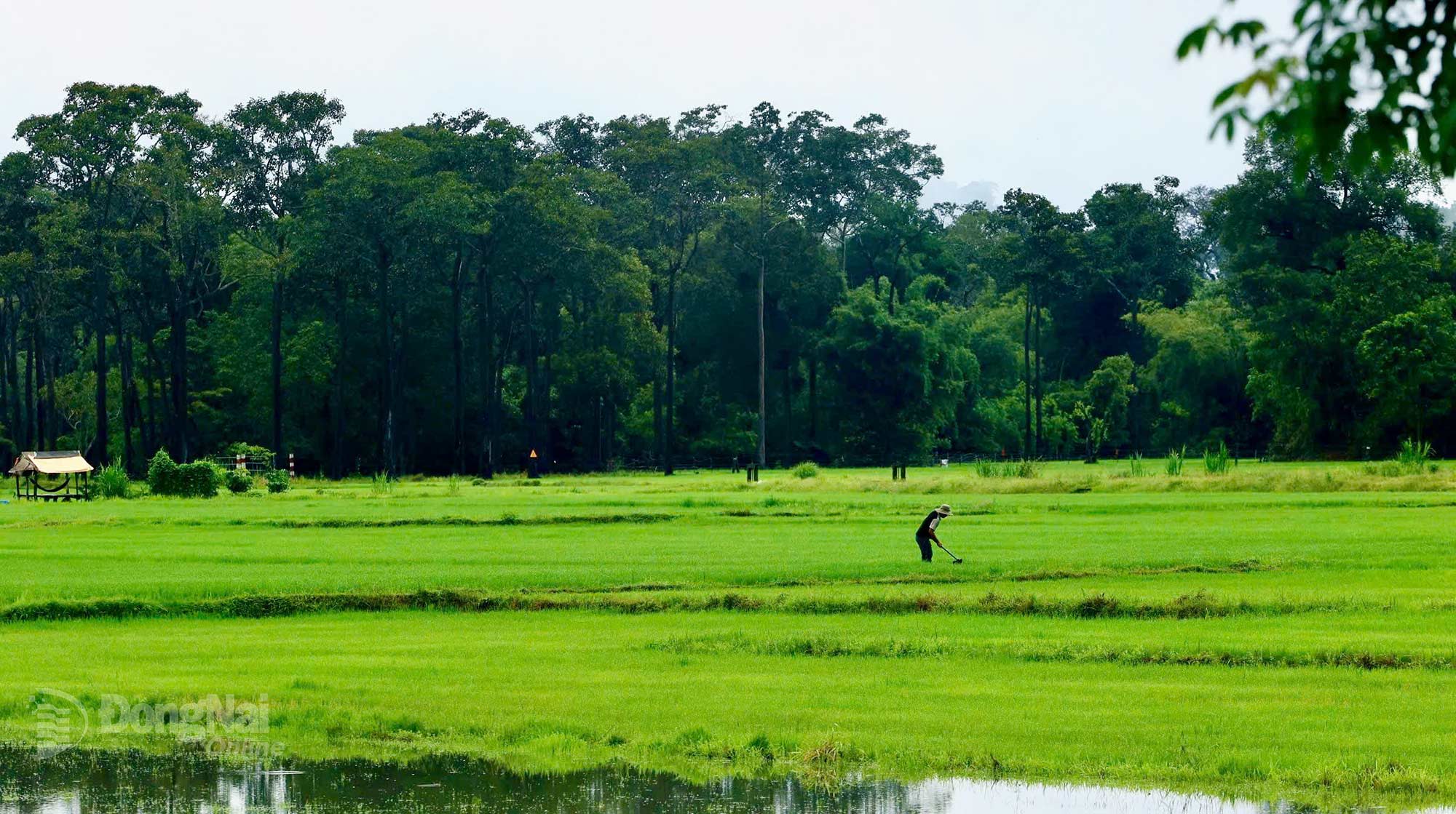 A farmer diligently tends the lush green paddies. Photo: Thuy Tien

